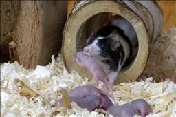 4年属鼠一生大劫年