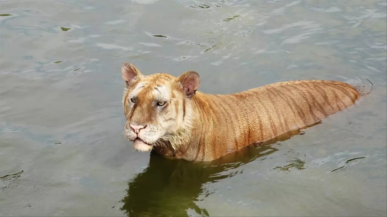 十二生肖属虎的婚姻搭配 生肖虎的最佳婚配