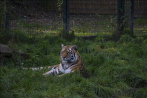 虎的婚姻属相配对 十二生肖最佳配对表格