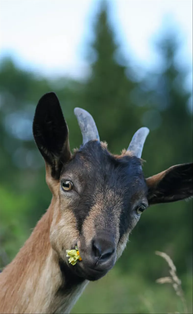万年历12生肖查询图片 十二生肖最佳出生月份对照表
