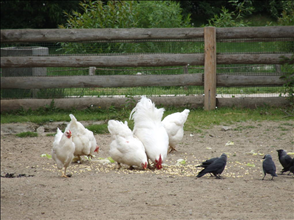 什么日历可以看今天属什么 今天的日历五行属什么
