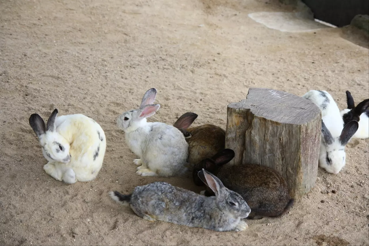 属兔命中注定的另一半 2022年属兔大忌