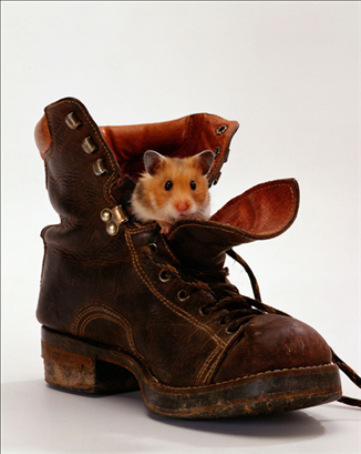 时辰对照表生肖对应 属虎女孩出生的四个最佳时辰