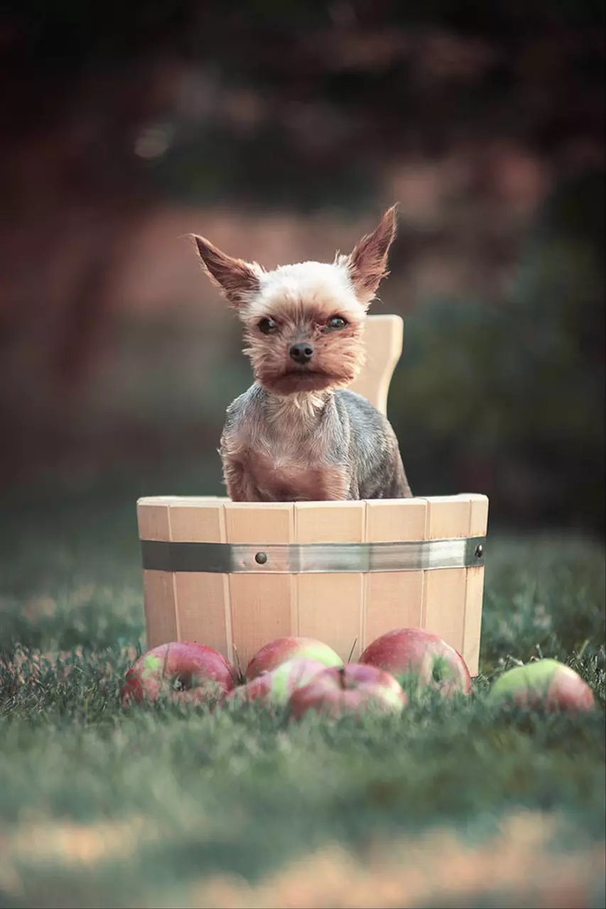 十二生肖农历表 十二生肖农历日期对照表