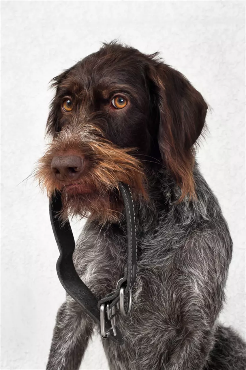 994年生肖狗男何时有姻缘