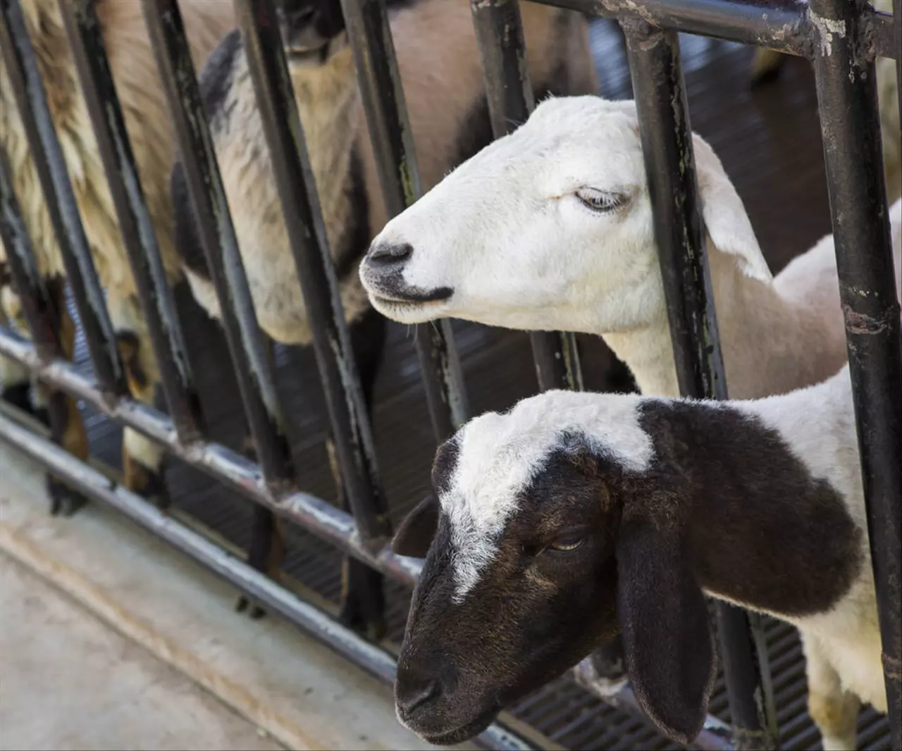 配婚姻八字十二生肖 免费婚姻生辰八字配对