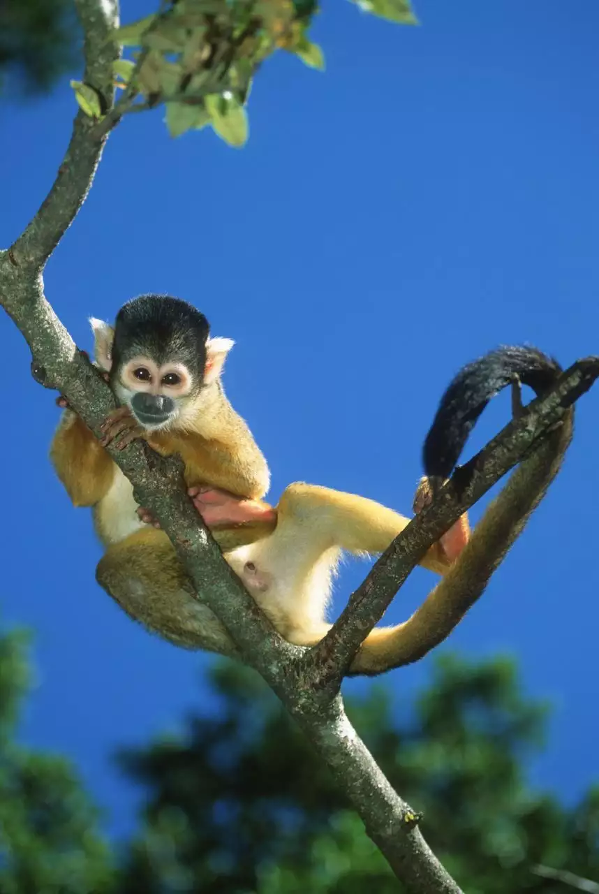 十二生肖的动物简笔画 十二生肖的小动物怎么画