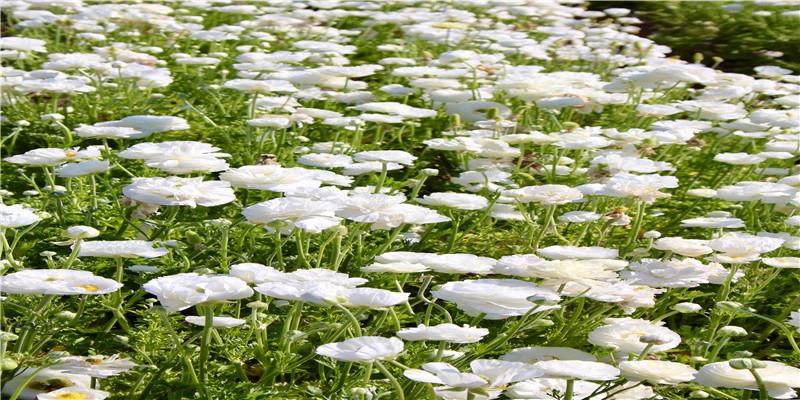 老黄历:属羊2021年农历八月开业黄道吉日一览表