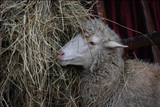 男羊女属鼠结婚了咋办 属羊男属鼠女怎么化解