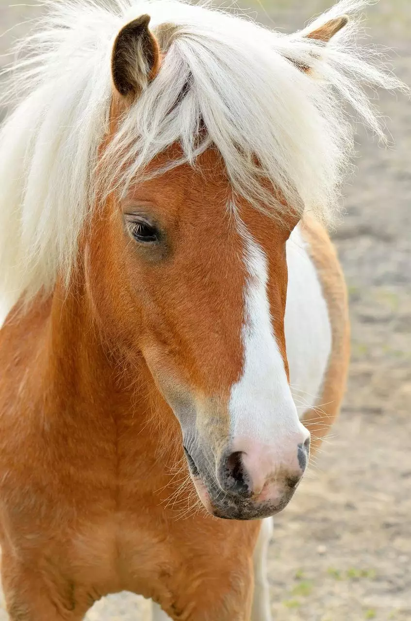 十二生肖今日运势 十二生肖每周每日运势