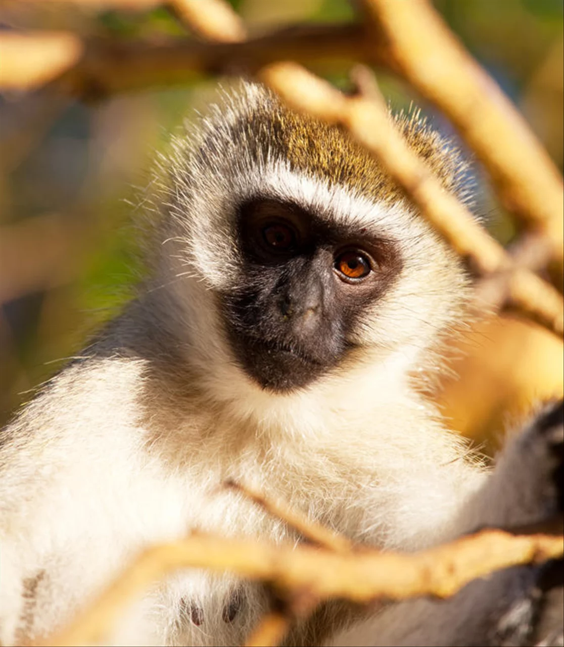 每天的属相怎么查 生肖牛和生肖羊不能结婚吗