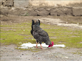 属相与年份对照表 肖狗生人四五月运程