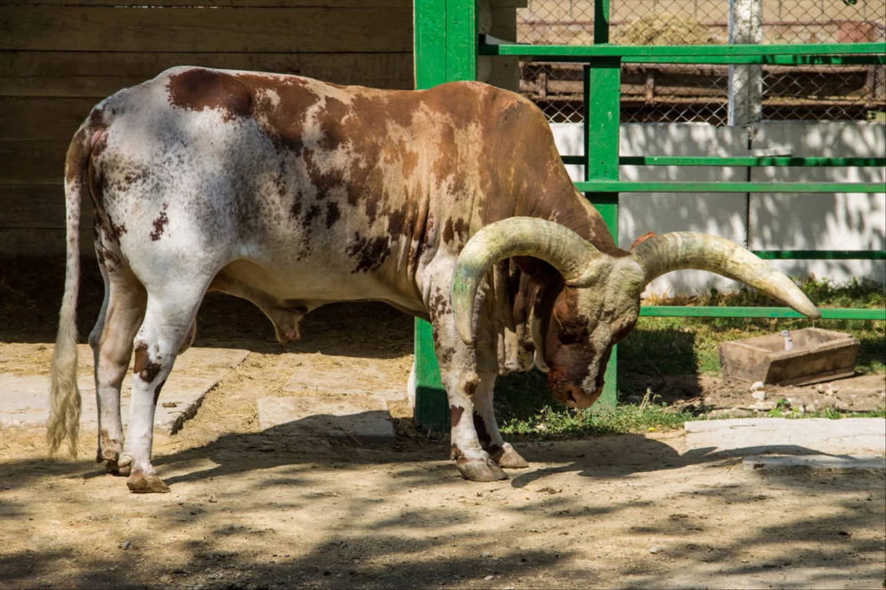 十二生肖年龄查询 属相表年龄对照表