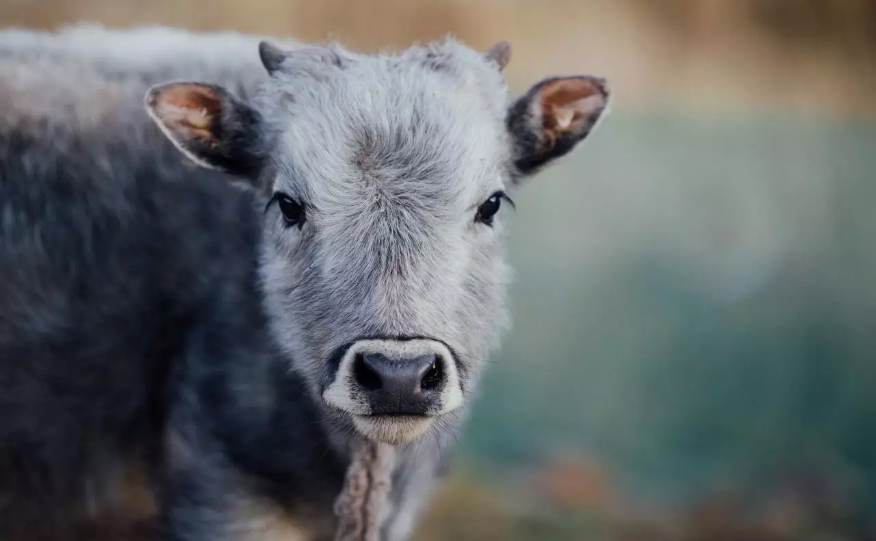 狗最配的属相是什么生肖 狗与什么属相相配最好