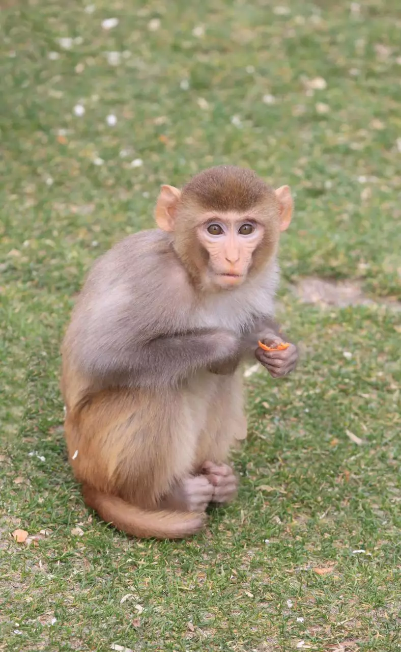 五行生肖配对姻缘查询 十二生肖婚姻配对