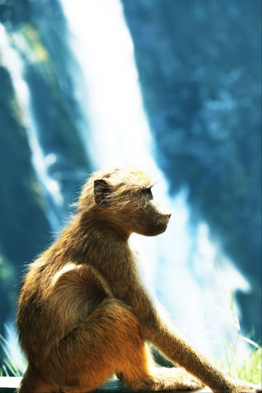 十二生肖婚配属相婚配表 十二生肖最佳姻缘配对