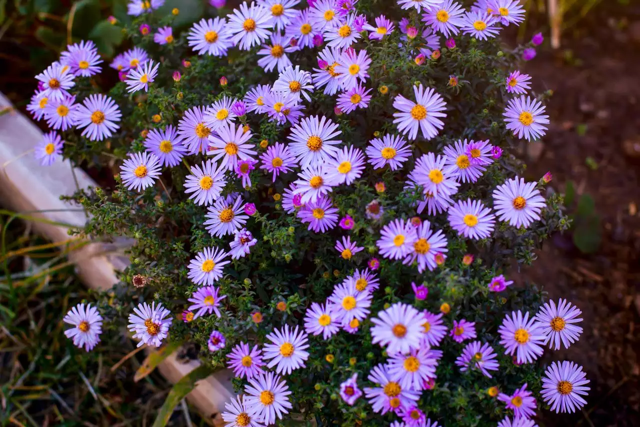 万年历老黄历查询 老黄历是谁推算出来的