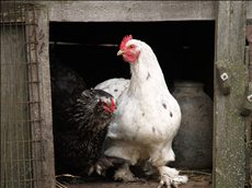 2生肖属相排名顺序