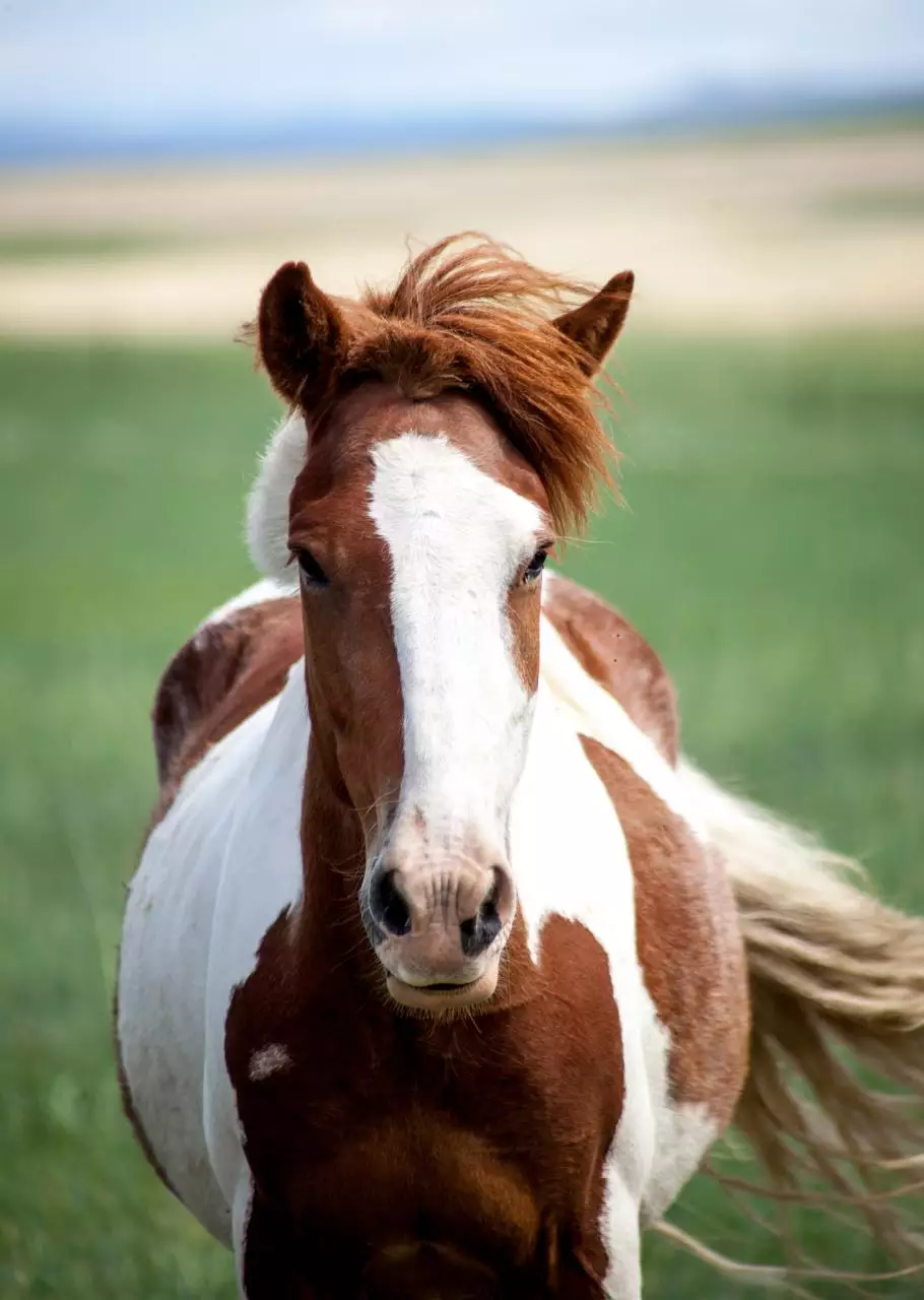 990年属马的姻缘