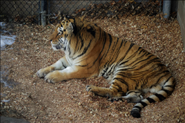 2生肖的正确读法