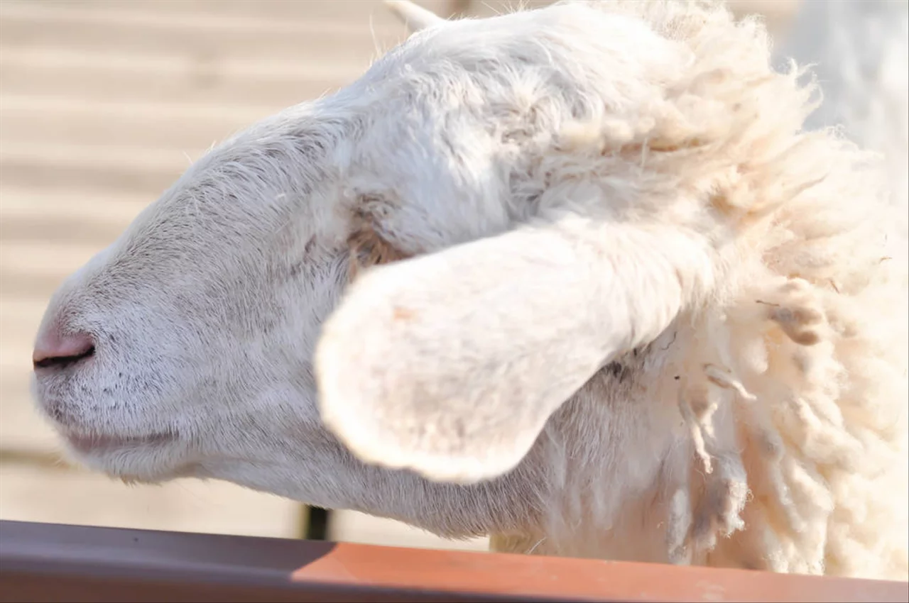 查年月日时的属相 十二时辰出生人的命运