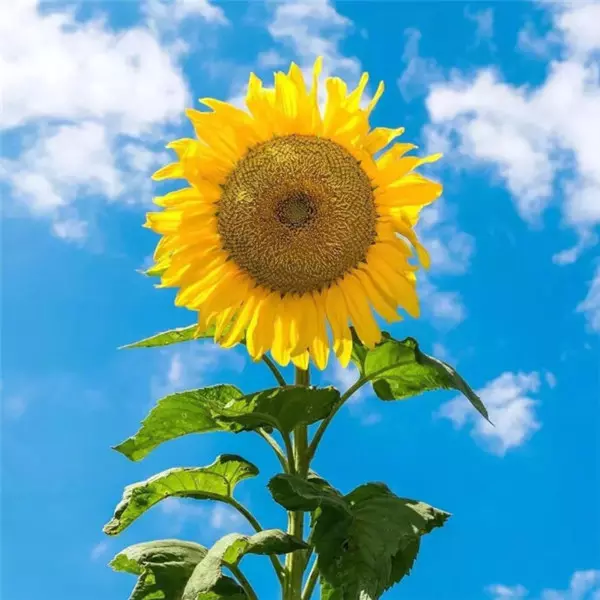 3、好看又招财好运的微信头像？