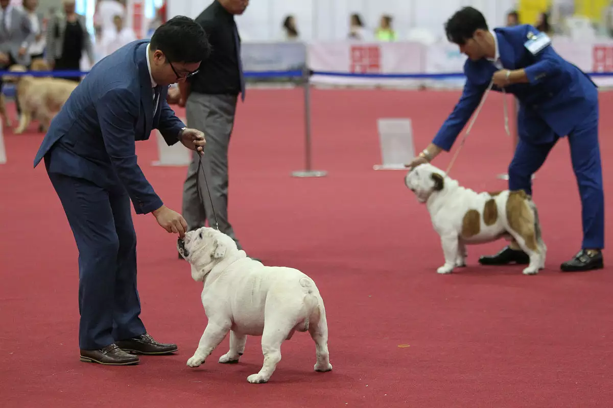 3、家里的狗死了有什么预兆