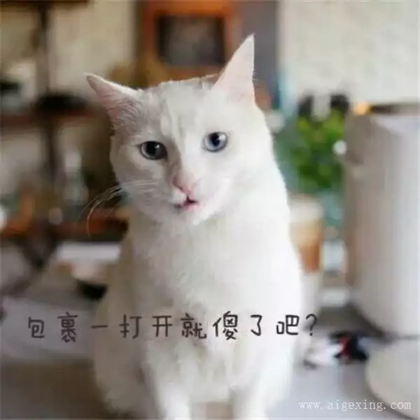 4、好听的猫咪名字个？