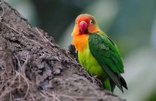 2、鹦鹉的智商是多少？