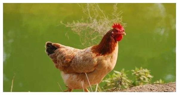 2、起,属鸡人的人生命运如何？