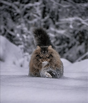 2、猫半夜4点叫不停怎么办，半夜4点猫叫