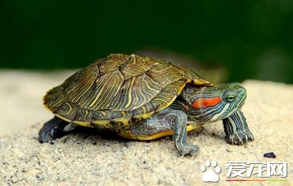 2、有个看宅的先生说不让在家里养乌龟，这有什么依据