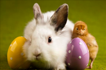 2、属兔年谁都躲不过的劫难（属虎和属兔的相冲吗）