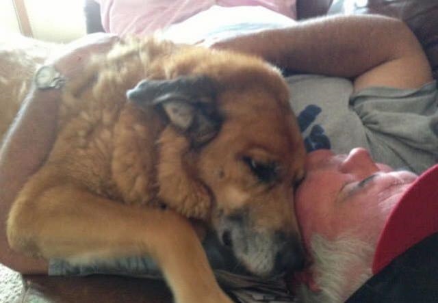 2、小狗死了，是为主人挡灾去世的吗