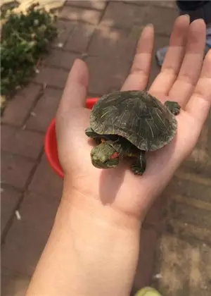 3、家中养龟风水的注意事项与讲究有哪些