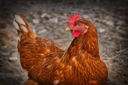 3、年属鸡人的全年运势是什么？