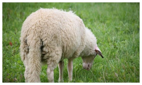 2、日本早期黑暗心理，里面一个教授把人和羊什么的合在一起成了人羊一样的东西