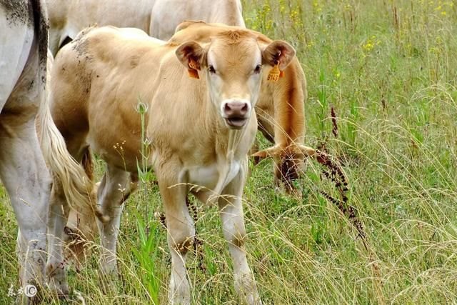 2、85年属牛的灾难年龄