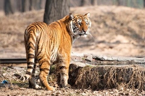 2、属虎36岁女人本命年大忌怎么化解