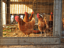 哪些生肖男会保护小三 最容易养小三的生肖男