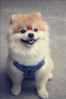 生肖狗命中有两大贵人 生肖狗一生的贵人是谁