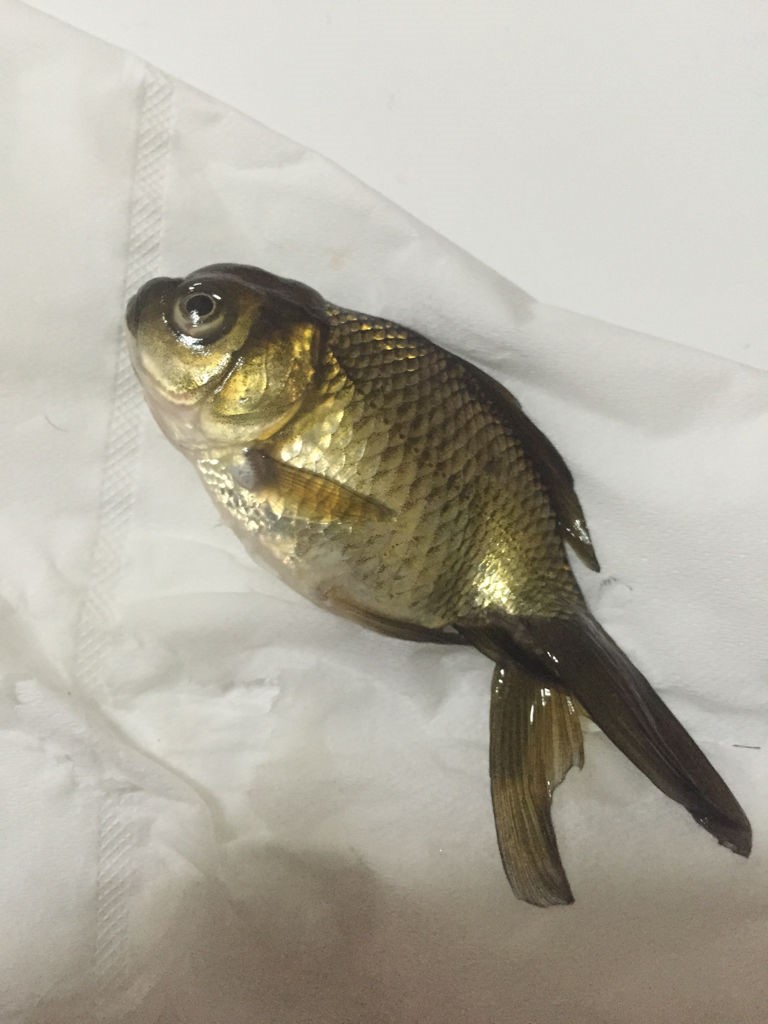 2、圆圆眼睛宽嘴巴，尾巴要比身体大。 碧绿水草衬着它，好像一朵大红花。 猜生肖