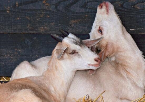 2、人日羊的好处