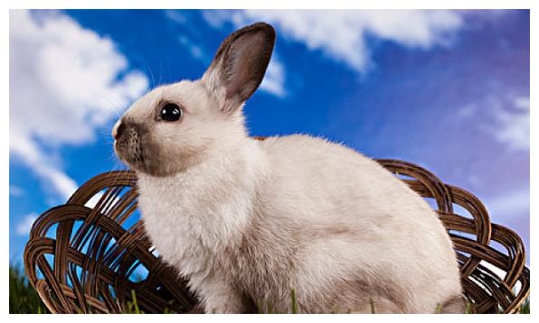 2、属兔的几月出生不好