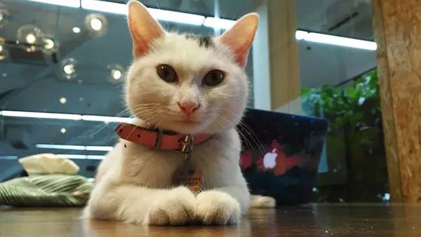 2、天天不休息，一走十二里。有人来找我，看看我脸皮。（十二生肖猜其一）