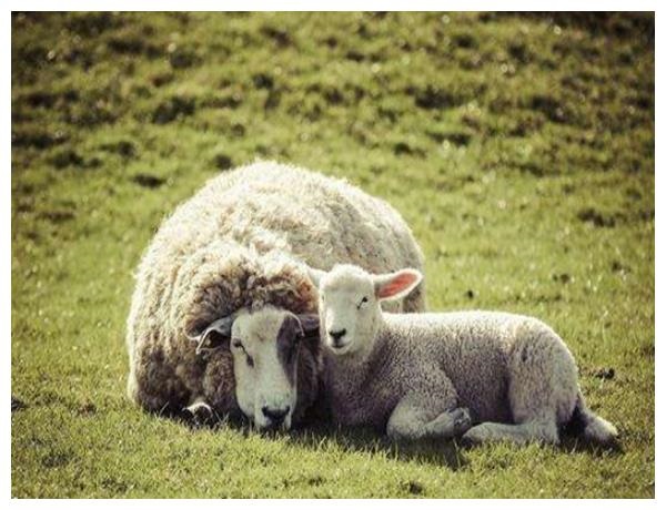 1、属羊人命里最苦是几月属羊几月出生命苦