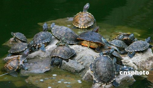 2、养龟风水与属相禁忌有哪些