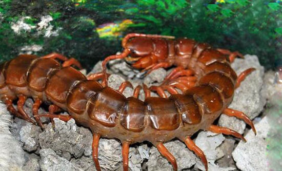 2、动物的世界之最