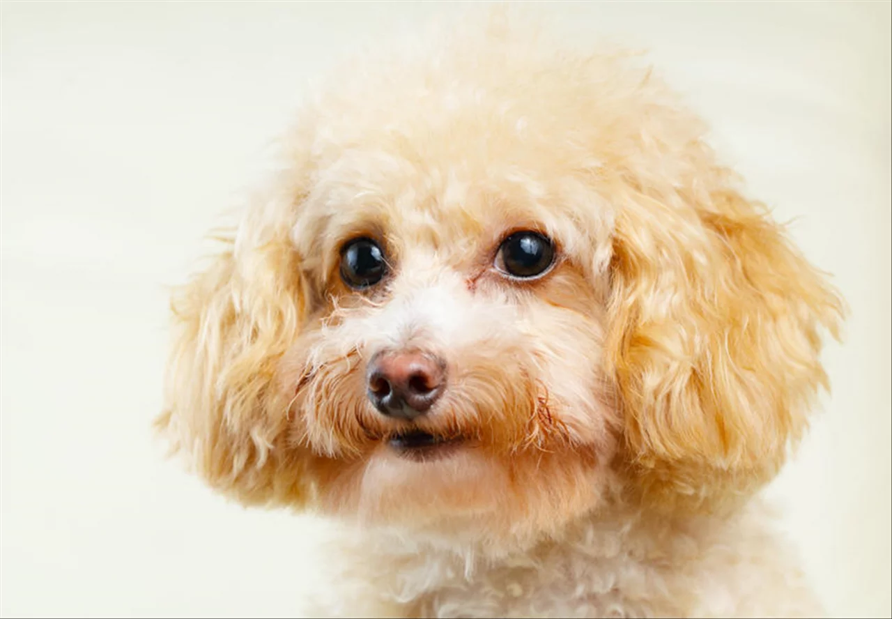 属相不合但是八字合 八字相克相冲相合表