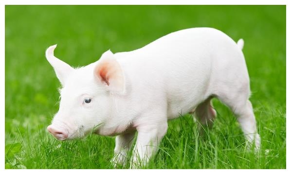 2、83年属猪的正缘另一半什么时候出现？